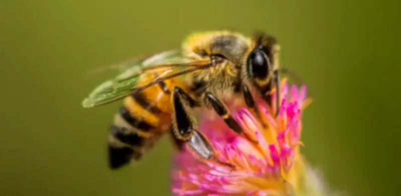 Agricultura limpia en Colombia enfrenta barreras regulatorias que frenan la innovación biotecnológica