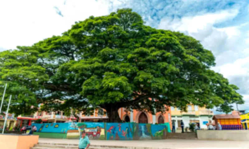 Alcalá, el pueblo vallecaucano con tres nombres y un samán centenario que atrae turismo