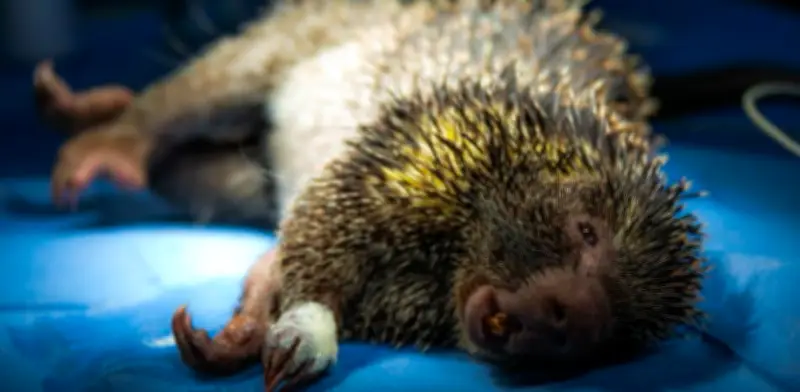 Alerta ambiental: 93 animales silvestres atropellados en Cundinamarca durante 2025