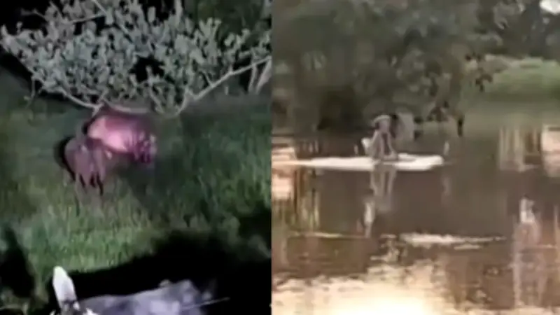 Alerta en Barrancabermeja por hipopótamo cerca de escuela: abrir boca es señal de ataque