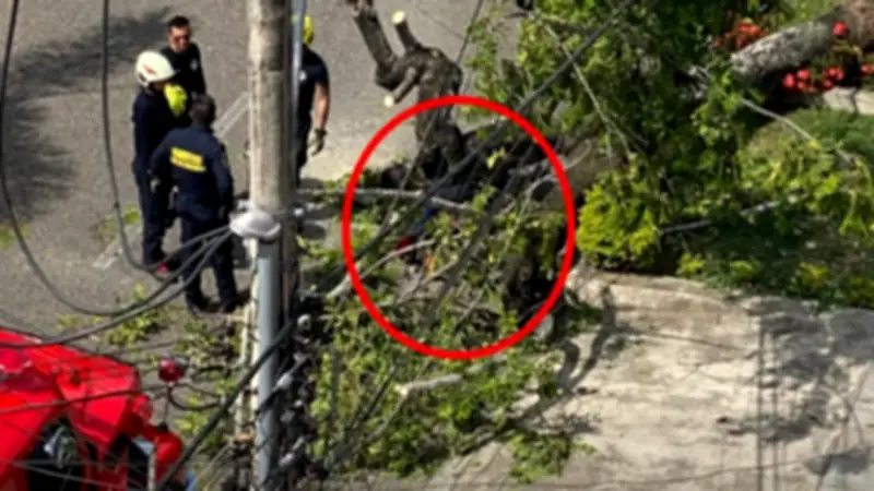 Alerta en Bucaramanga por árboles en riesgo: ya se registraron accidentes graves