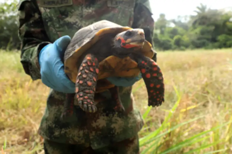 Alerta nacional por tráfico ilegal de fauna y palma de cera en Semana Santa