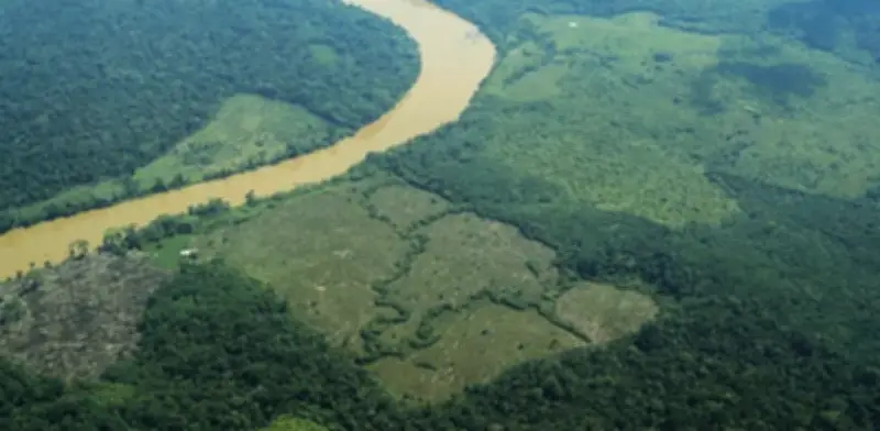 Amazonía colombiana enfrenta devastación por vías ilegales, coca y ganadería