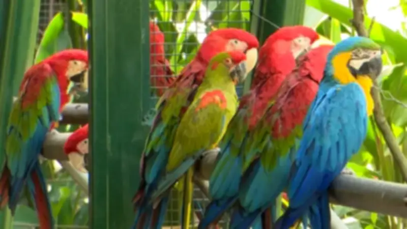 Antioquia activa plan especial para proteger fauna y flora en Semana Santa