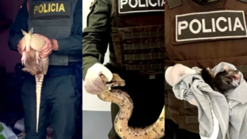 Antioquia: Incautan fauna y flora silvestre en 7 municipios, hallan zarigüeyas y loros