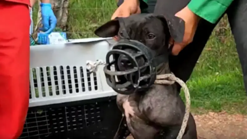 Apuestas millonarias y crueldad animal en convención internacional de peleas de perros en La Calera