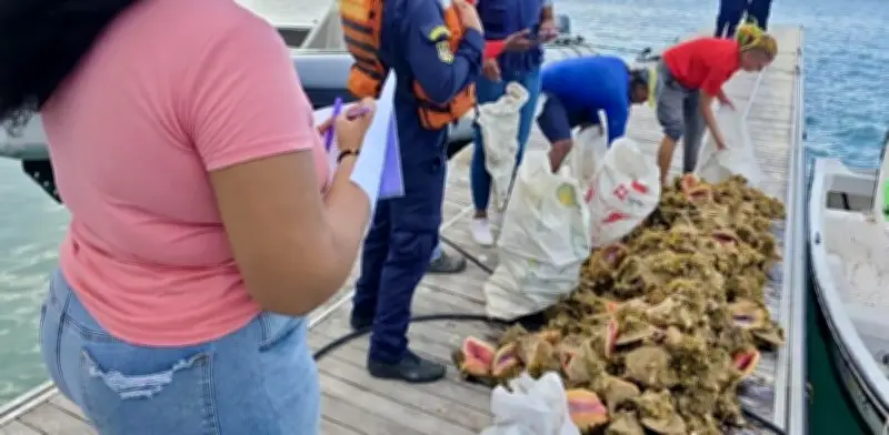 Armada intercepta pesca ilegal de caracol pala en Providencia con ciudadana suiza a bordo