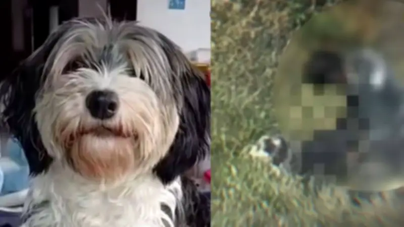 Aterrador caso en Usme: hombre grabado abusando sexualmente de una perrita