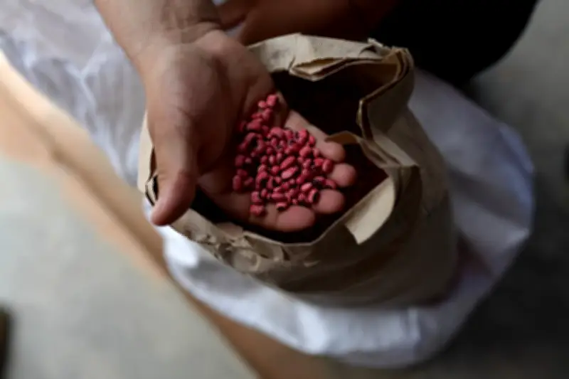 Aumento de aranceles y lluvias amenazan la producción nacional de fríjol en Colombia