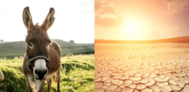 Australia reconsidera: burros salvajes que antes eliminaba ahora podrían proteger desiertos