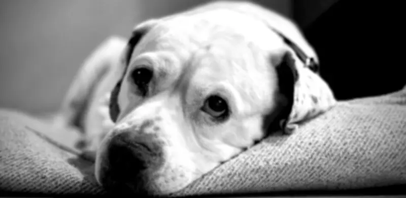 Australiano diseña vacuna experimental con IA para salvar a su perra del cáncer terminal