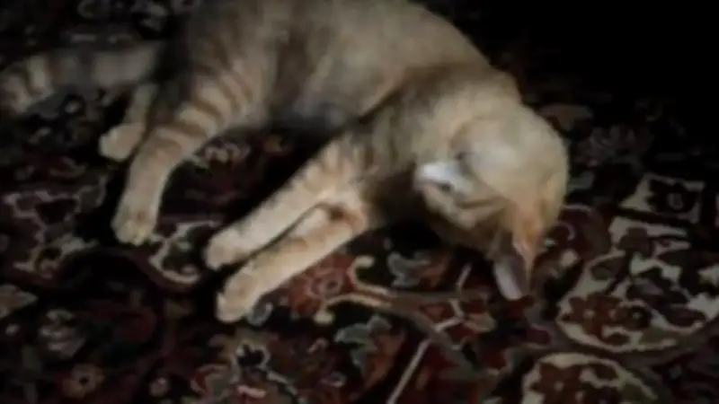 Autoridades investigan envenenamiento de más de 30 mascotas en barrio de Floridablanca