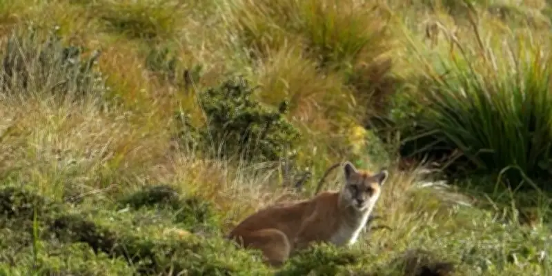 Avistamiento de dos pumas en Farallones de Cali confirma éxito de conservación ambiental