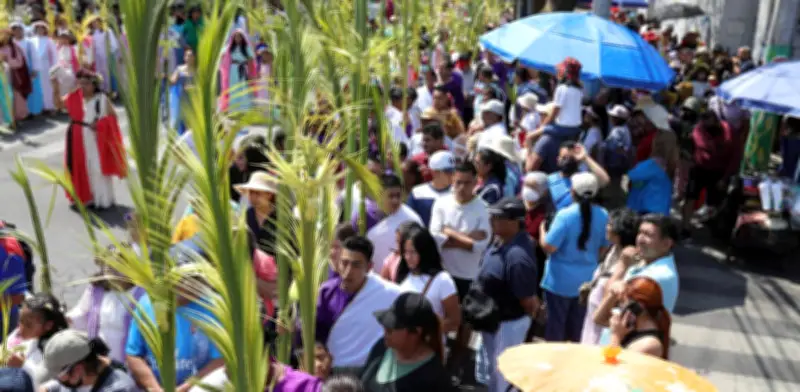 Barranquilla distribuirá 12.000 palmas de areca para reemplazar la palma de cera en Domingo de Ramos