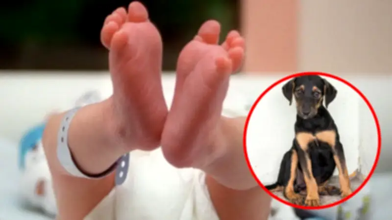 Bebé recién nacido fallece tras ataque de perro familiar en incidente doméstico