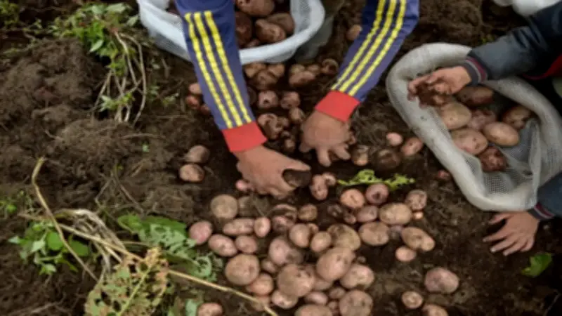 Bloqueo en el Estrecho de Ormuz podría aumentar costos de producción de alimentos en Colombia en un mes
