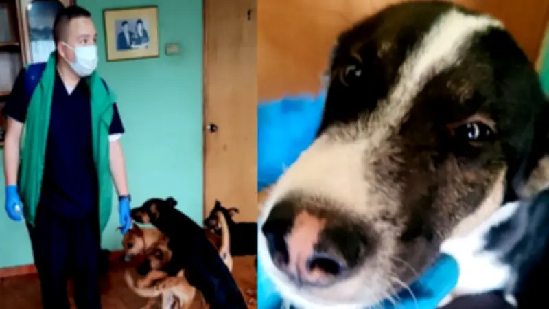 Bogotá activa plan integral para 22 perros desamparados tras muerte de su dueño