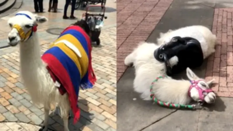 Bogotá prohíbe explotación de animales en espacio público tras muerte de llama turística