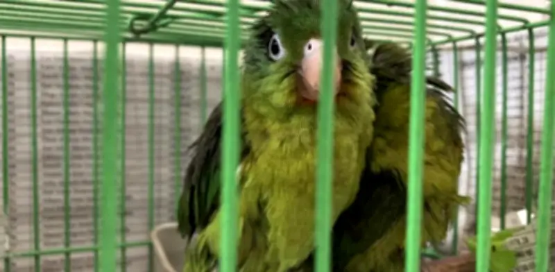 Bogotá refuerza operativos contra tráfico ilegal de fauna y flora en Semana Santa