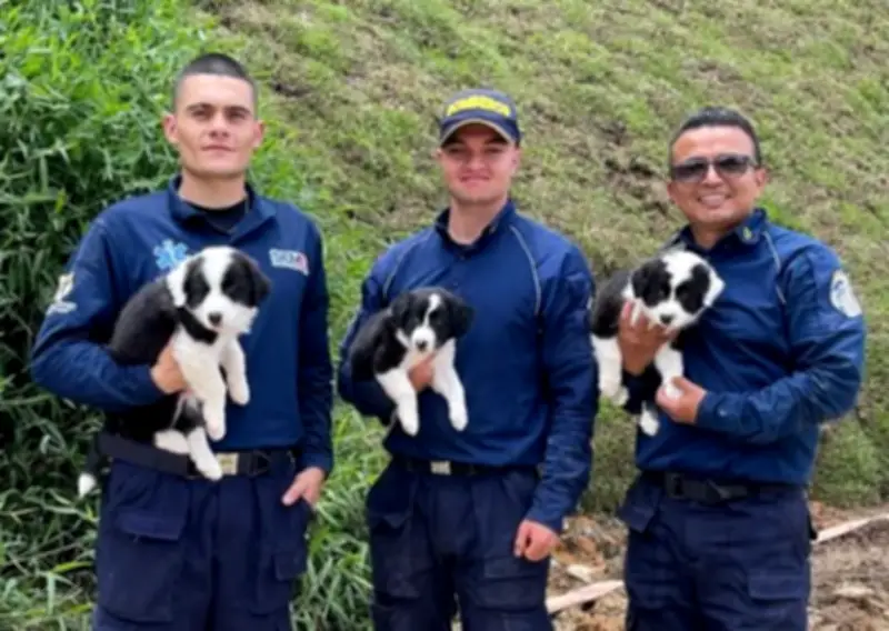 Bomberos de Rionegro incorporan tres cachorros border collie para fortalecer equipo K9 de rescate