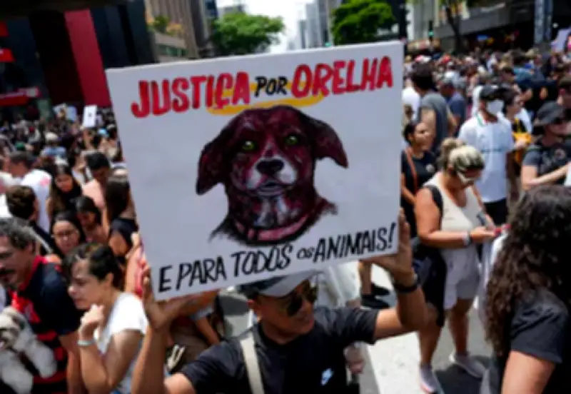 Brasil avanza con Ley Orelha: padres responsables por maltrato animal de menores