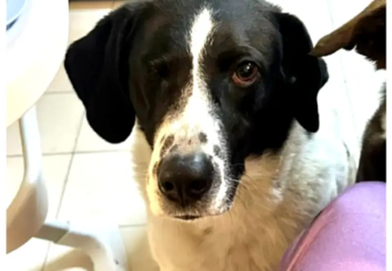 Búsqueda incansable de Mina, perrita de apoyo emocional desaparecida en Bogotá