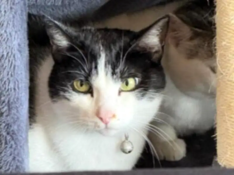 Búsqueda intensiva de gata Crystal en Chía tras escaparse de su nuevo hogar