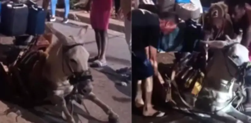 Burro colapsa en Cartagena por exceso de carga en carreta de reciclaje