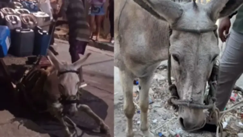 Burro colapsa por exceso de carga en Cartagena: autoridades rescatan tres animales en presunto maltrato