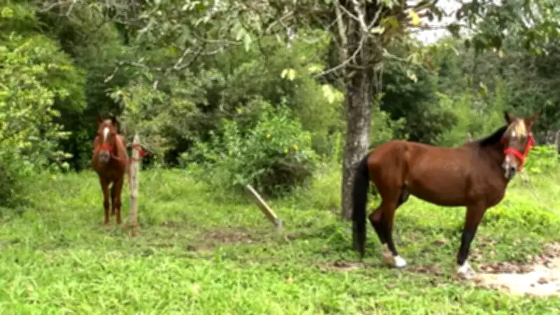 Caballos cocheros de Cartagena encuentran refugio en la Universidad de Antioquia tras prohibición