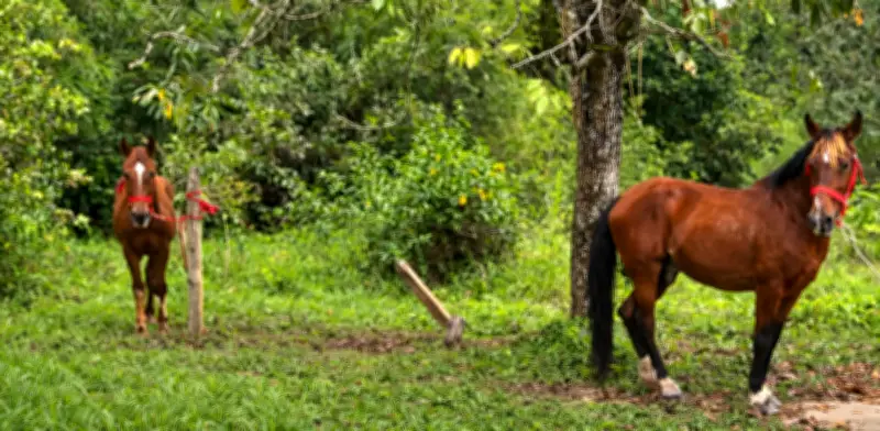 Caballos de carrozas turísticas de Cartagena adoptados por Universidad de Antioquia