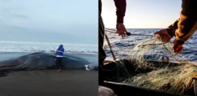 Cachalote muere en Chocó tras liberación de redes de pesca ilegales que lo agotaron