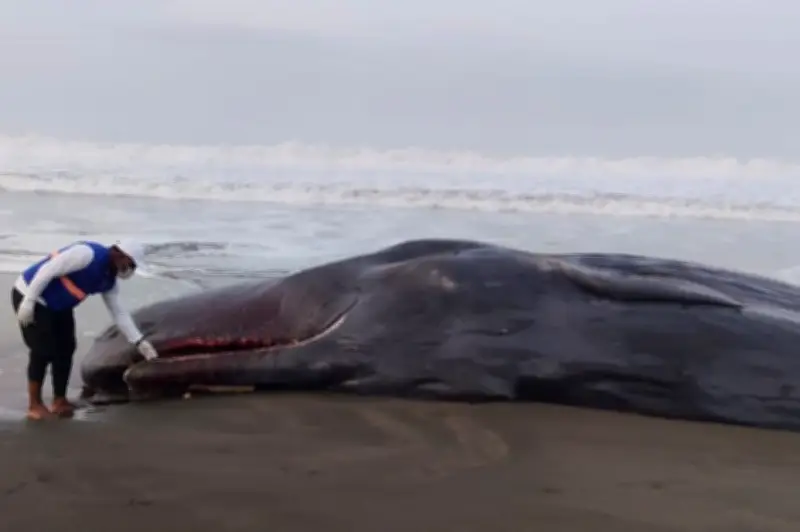 Cachalote muerto en Bahía Solano: Codechocó solicita ayuda para remover el cuerpo