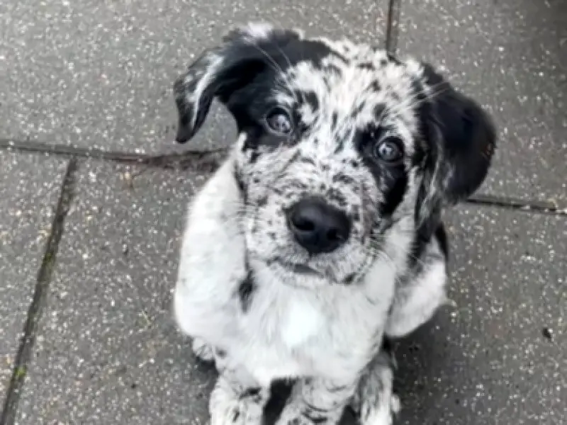 Cachorro mezcla de labrador y border collie conquista TikTok con su ternura y movimiento de cola