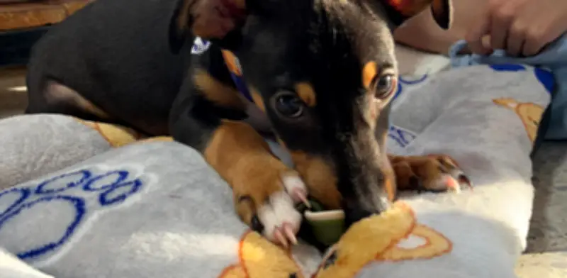 Cada día se abren 7 expedientes por maltrato animal en Colombia: Fiscalía revela cifras alarmantes