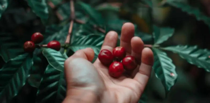 Café y antioxidantes: la revolución de ingredientes funcionales en el cuidado de piel y cabello urbano