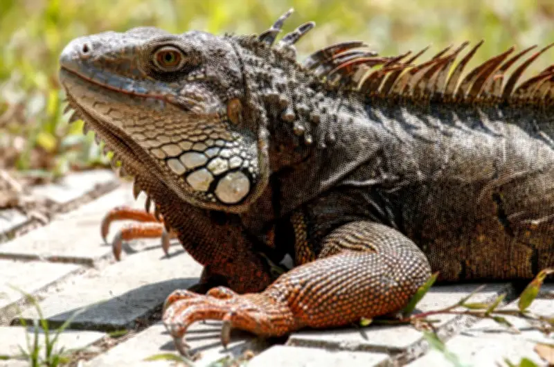 Cali: Captan a pareja intentando robar iguana en humedal El Retiro de Pance