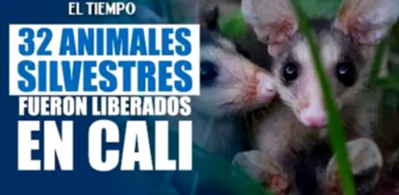 Cali celebra Día Mundial de la Vida Silvestre con liberación de animales en Ecoparque