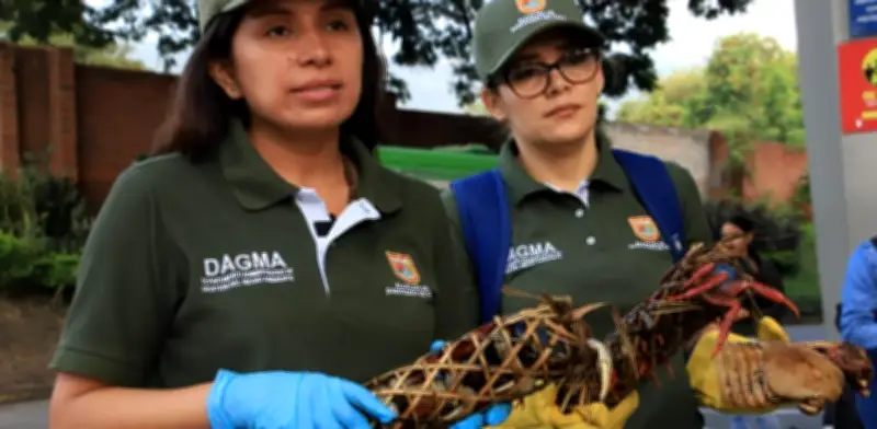 Cali: decomisan armadillo ahumado y rescatan cangrejos azules en operativo contra tráfico de fauna