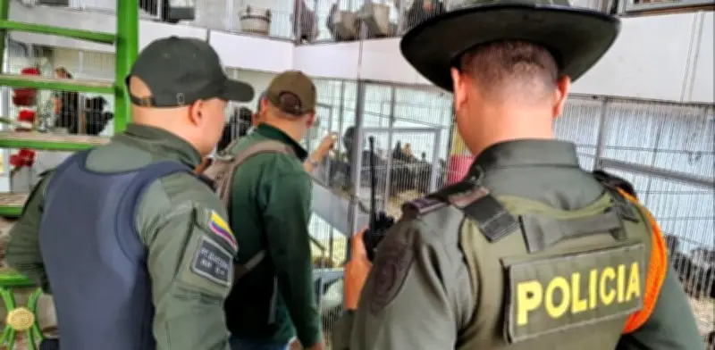 Cali intensifica operativos contra tráfico de fauna y palma de cera en Semana Santa