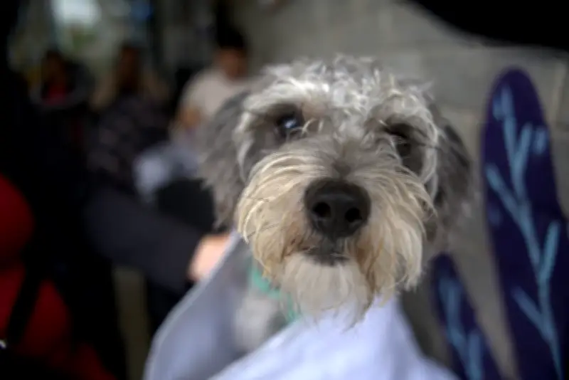 Cali ofrece jornadas gratuitas de esterilización para perros y gatos en marzo