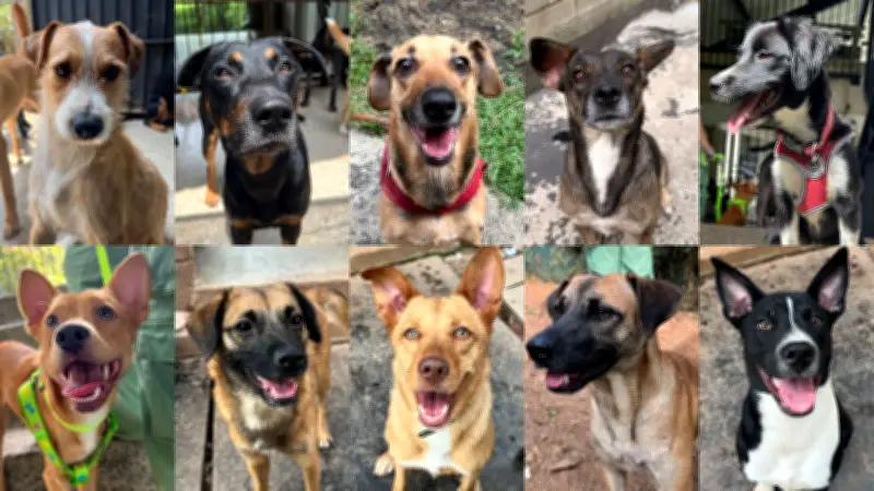 Cali organiza jornada de adopción en La Tertulia para diez perros víctimas de maltrato