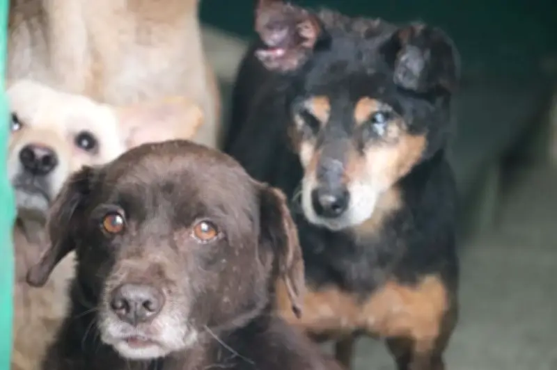 Campaña de esterilización gratuita continúa en barrios y corregimientos de Cali este 7 de marzo