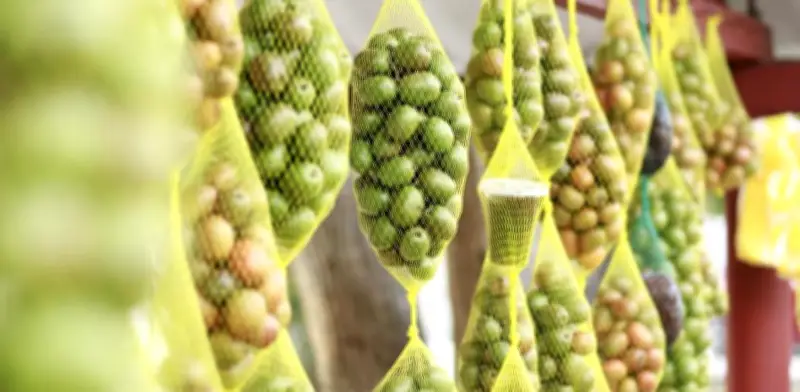 Campeche celebra el Festival de la Ciruela: 38 años de tradición y sabor en el Atlántico