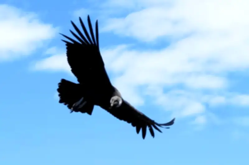 Campesinos de Santander protegen al cóndor andino y transforman conflicto en turismo sostenible