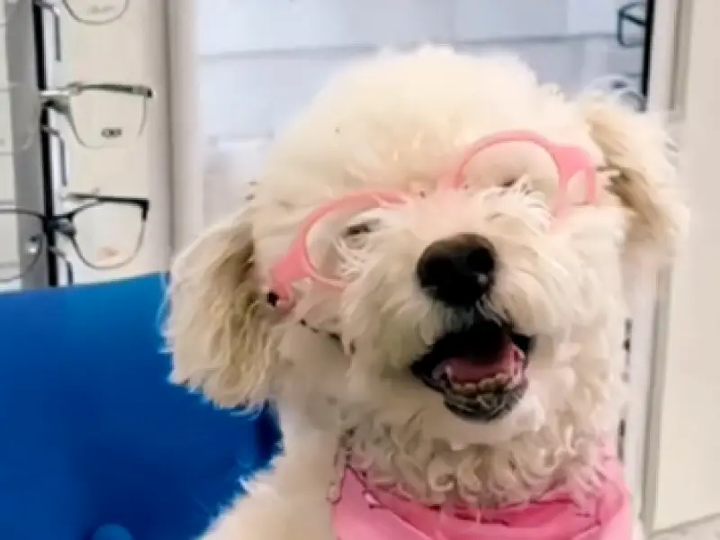 Candy, la perrita que recuperó su alegría gracias a unos lentes especiales para mascotas