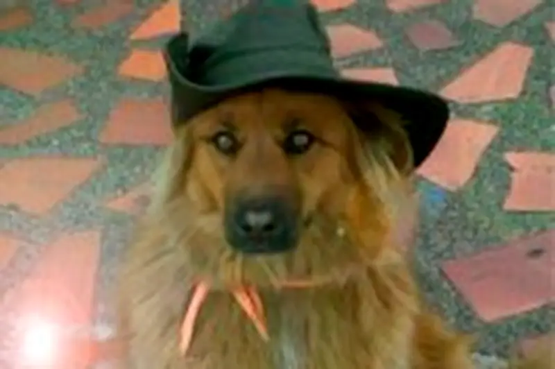 Canela, la perrita que vivió 12 años en el Concejo de Bogotá, fallece a los 14 años