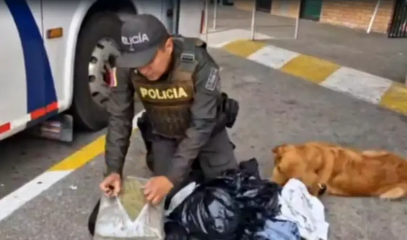Canino 'Yordi' descubre cargamento de drogas valorado en $34 millones en terminal de San Gil