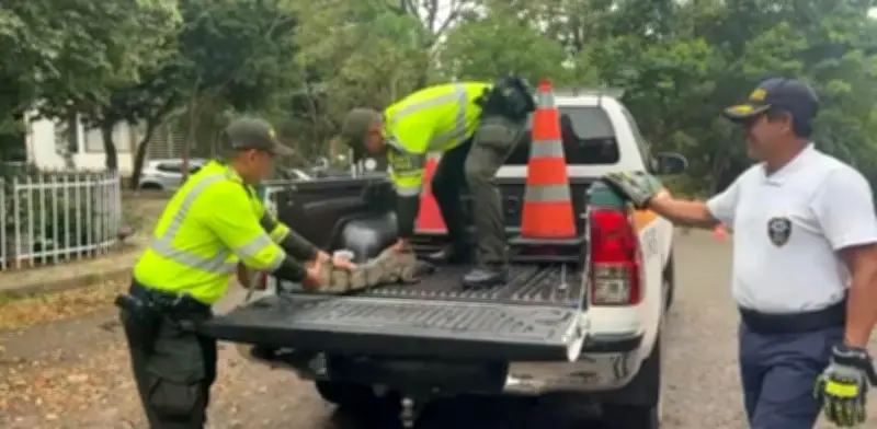 Capturan a cinco cazadores ilegales de babillas en Meta con arma artesanal incautada