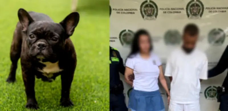Capturan a dos personas por presunto maltrato animal tras muerte de bulldog francés en Medellín